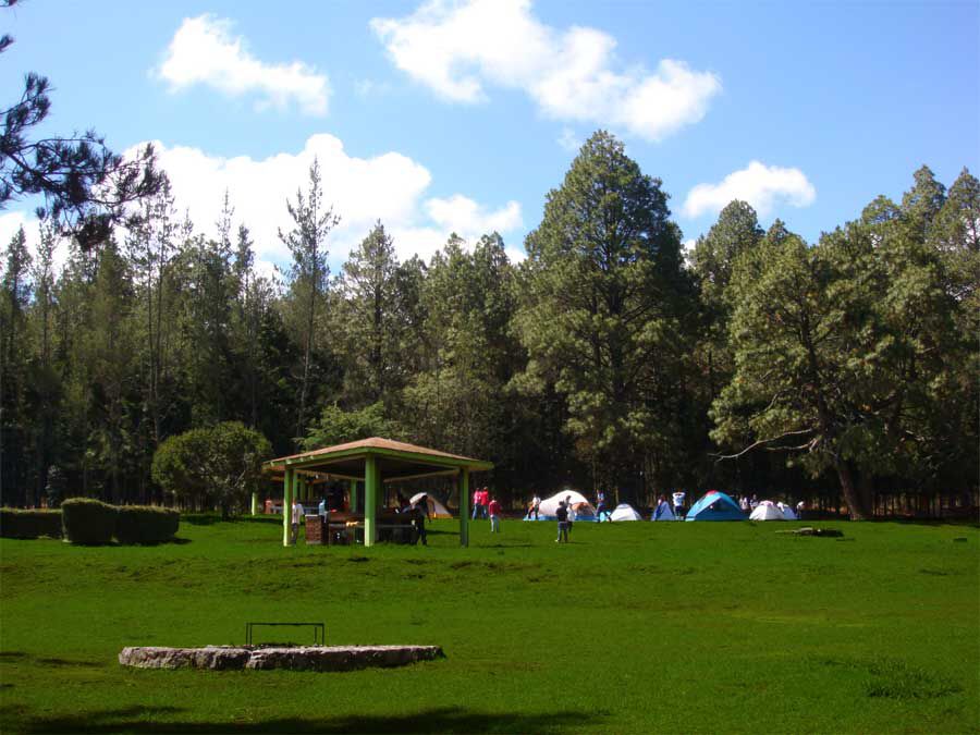 Centro Vacacional Malintzi realiza saneamiento del bosque; combate avance del gusano descortezador
